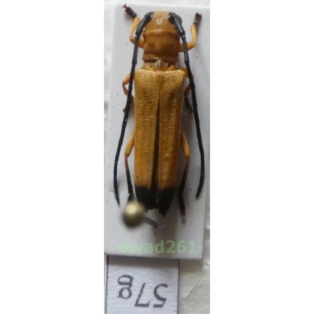 Nupserha ustulata (Erichson, 1834) Philippines57g